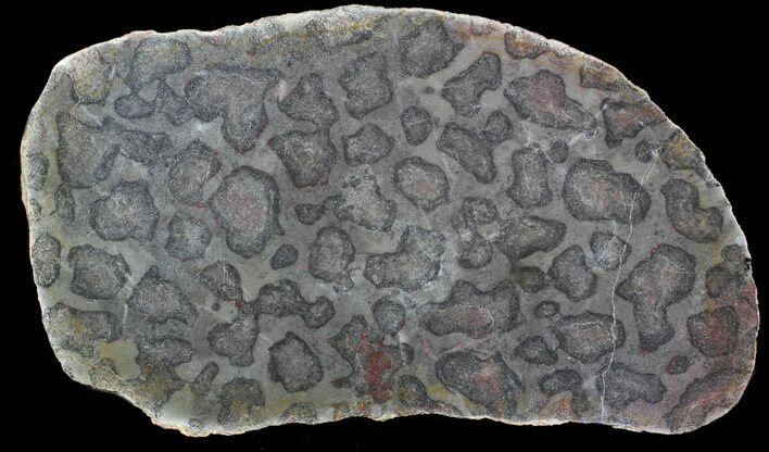Polished Inzeria Stromatolite - Alice Springs, Australia #62631